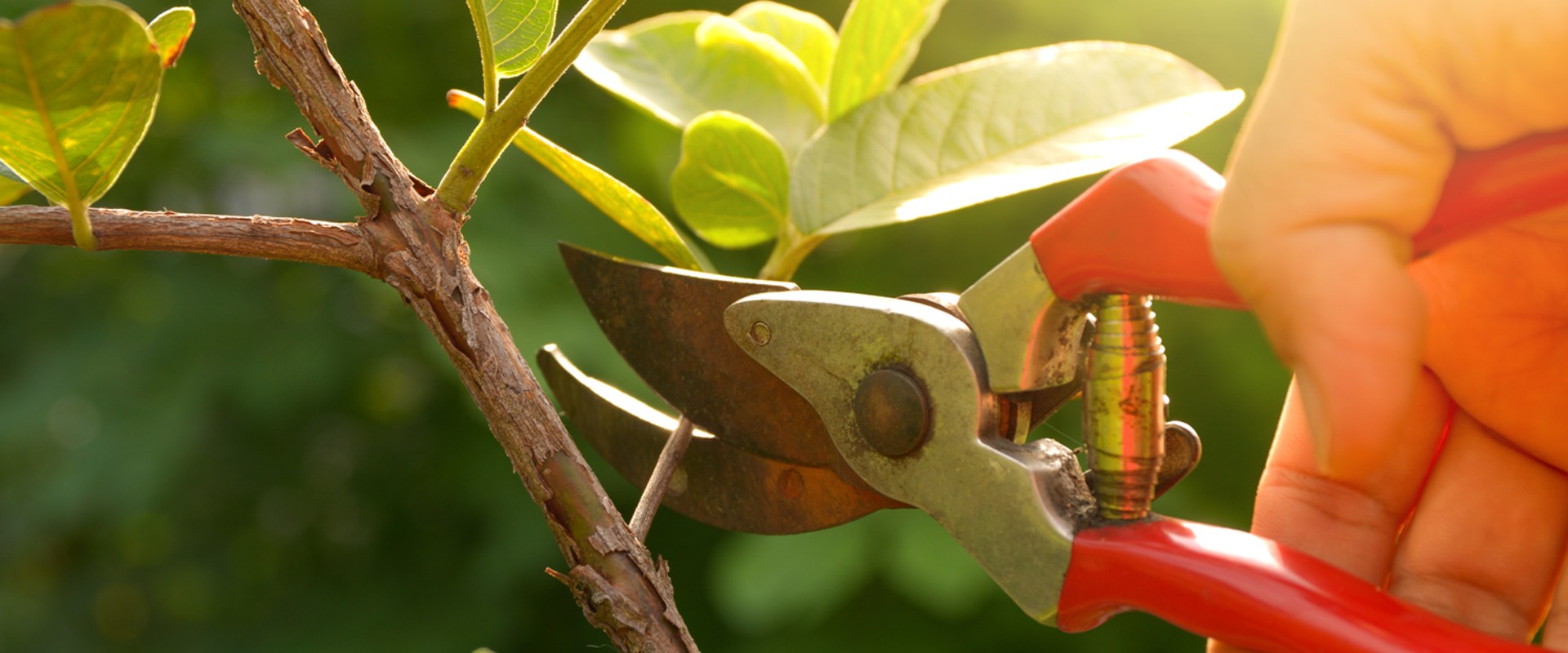 Proper Pruning Techniques