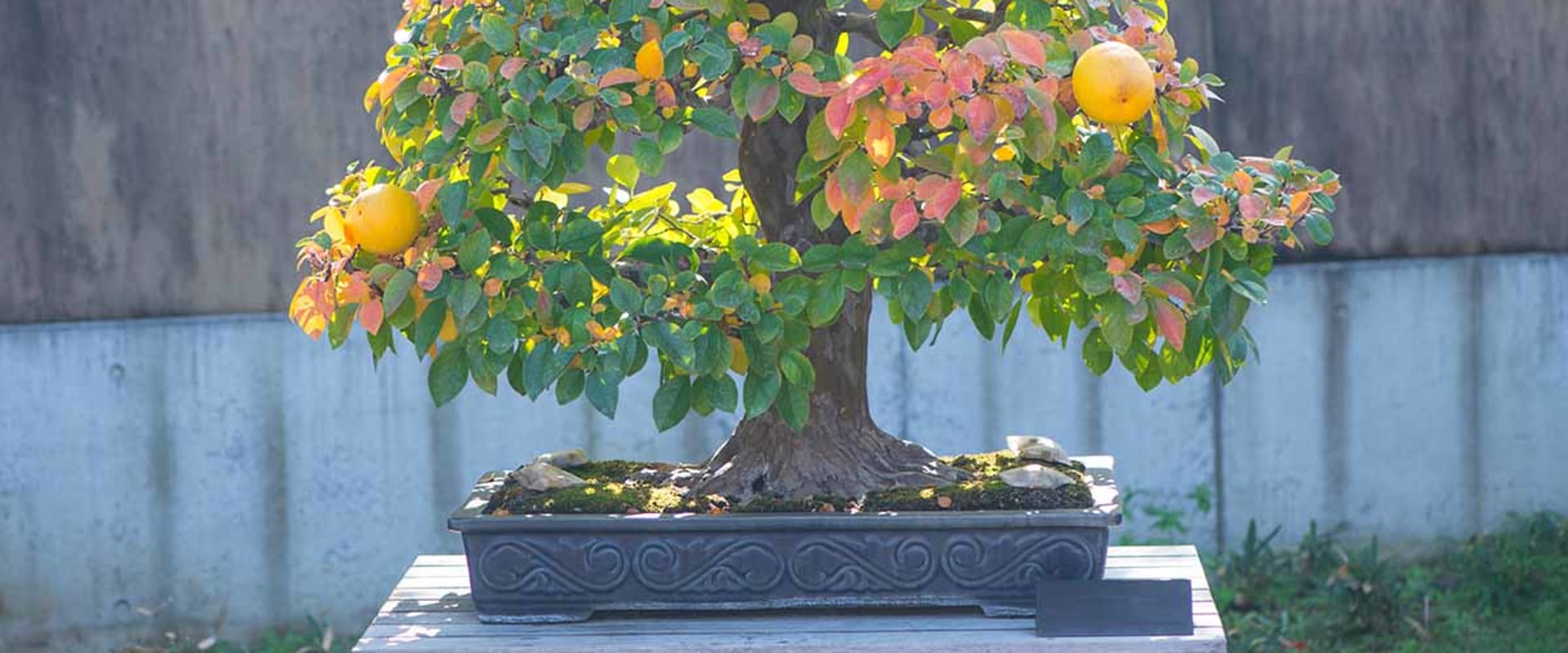Bonsai Trees: Everything You Need To Know