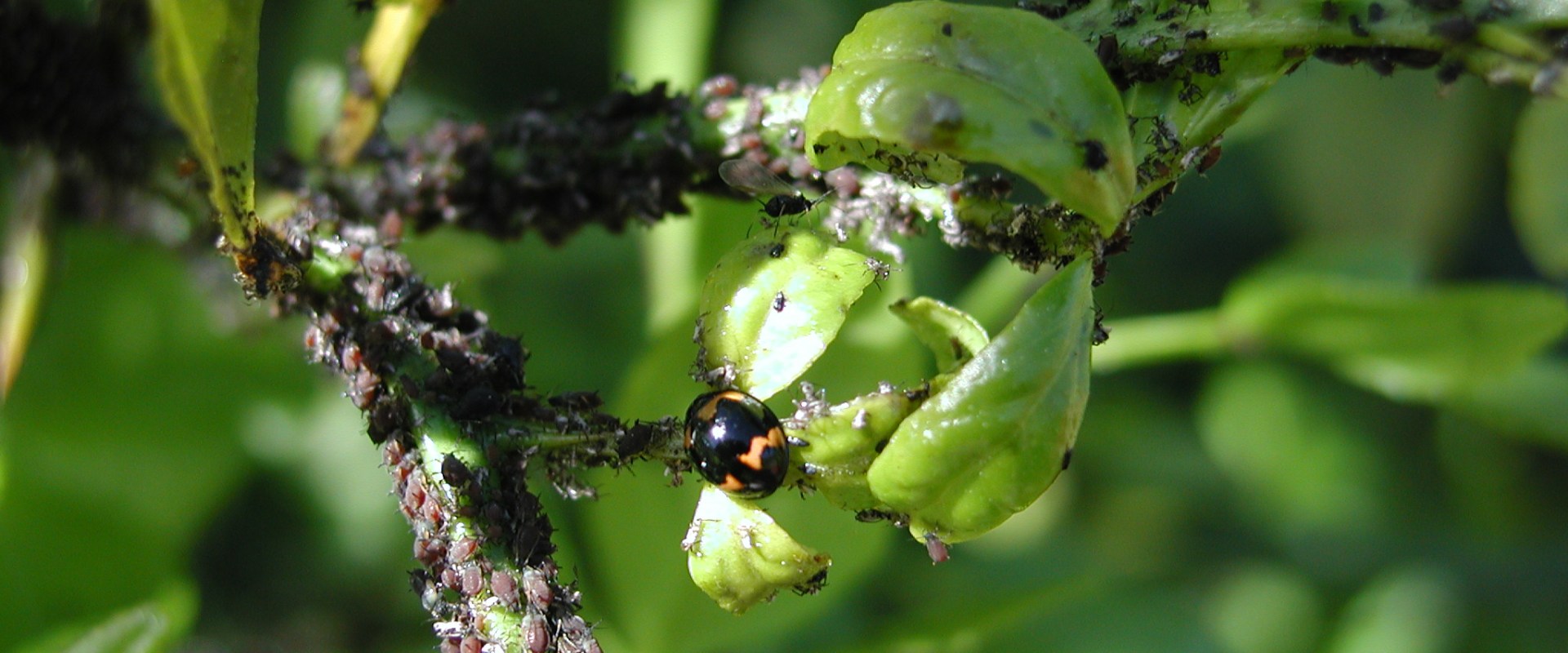 Mealybugs and Scale Insects: A Comprehensive Overview