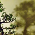 Elm Bonsai Trees: A Guide to Care and Cultivation