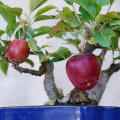 Apple Bonsai Trees: Everything You Need to Know