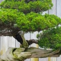 Proper Pruning and Growing Techniques for Bonsai Trees