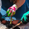 Understanding Soil Amendments: A Guide to Improve Your Bonsai Soil