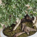 Tips for Cleaning Tools and Soil Sources Regularly to Prevent Bonsai Tree Pests